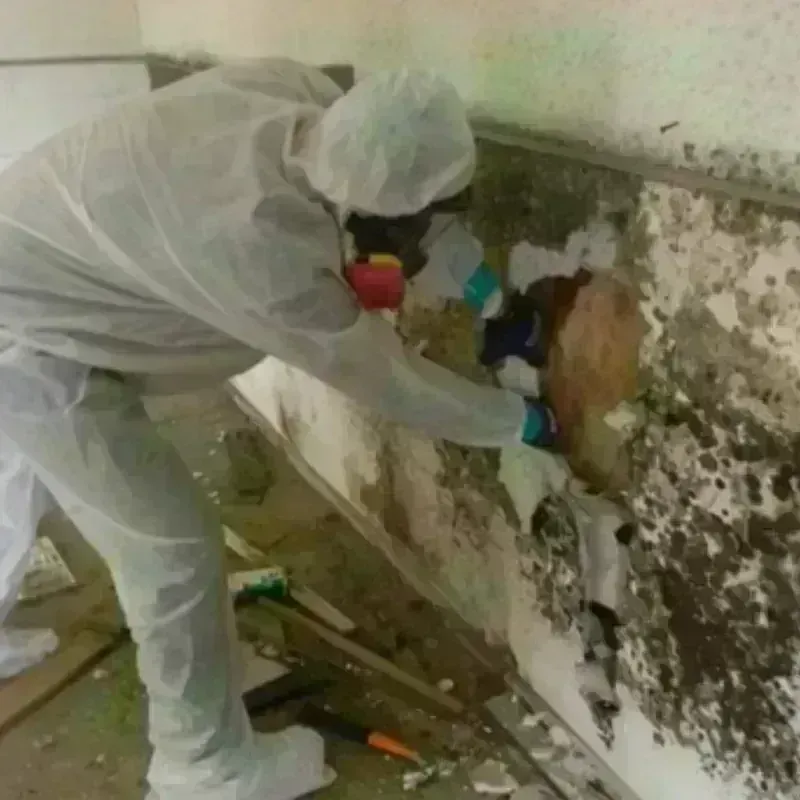 Mold Remediation and Removal in Bressler, PA